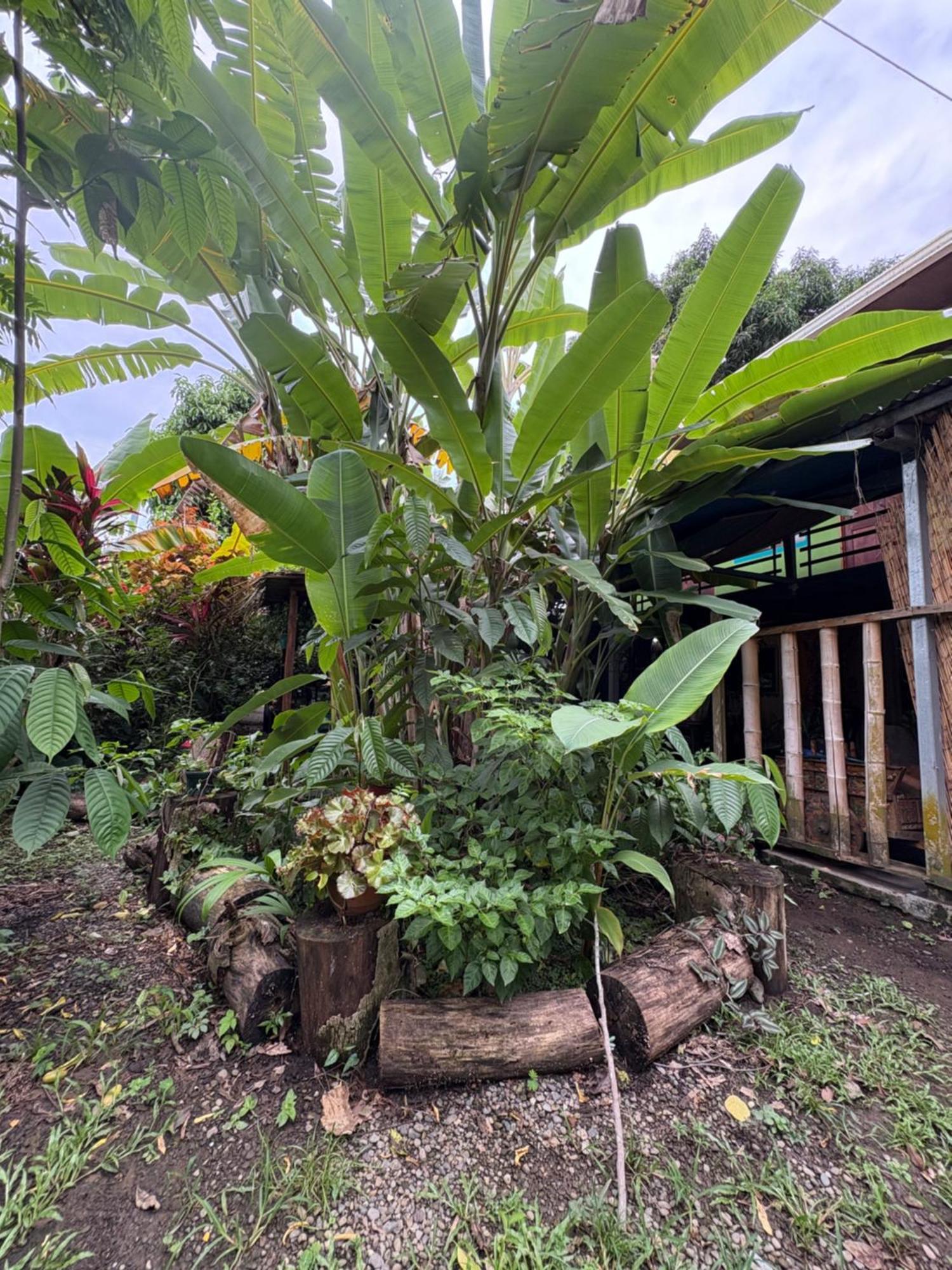 Organico Punta Riel Hotell Cahuita Exteriör bild